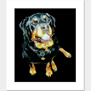 Handsome Rottweiler Sit Position Cut Out Posters and Art